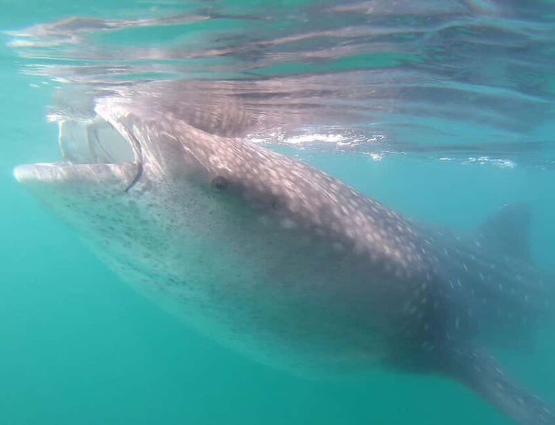 Swim with Whale Sharks in La Paz - Key Points