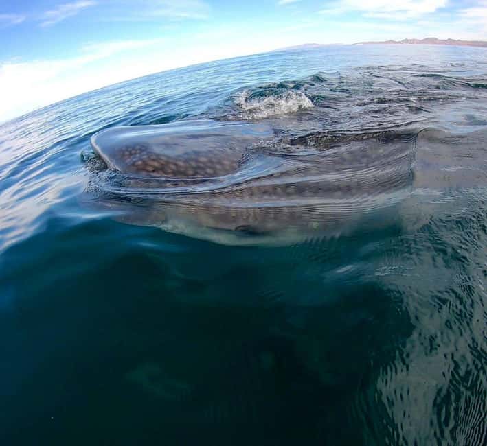 Swim with Whale Sharks in La Paz - Mexico Travel Adventure: Your Local Tour Provider
