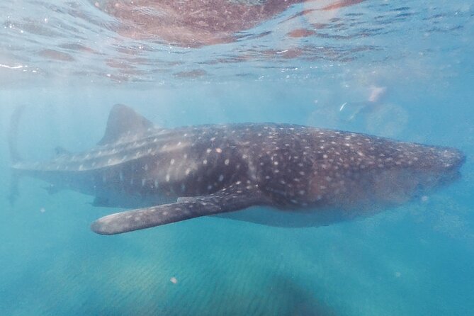 Swim with Whale Sharks MORE TIME IN THE WATER Limit 12 per Group - Meeting Point and Logistical Details