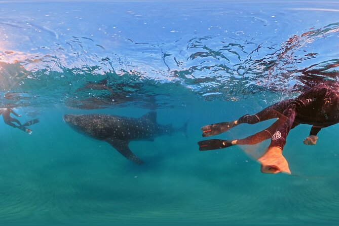 Swim with Whale Sharks MORE TIME IN THE WATER Limit 12 per Group - Physical Fitness and Accessibility