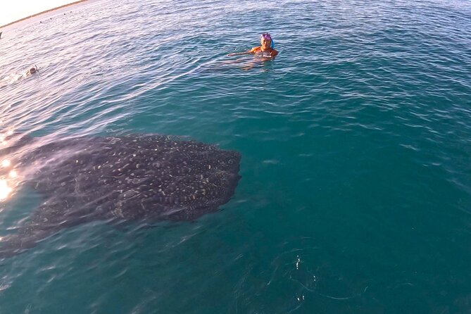 Swim with Whale Sharks MORE TIME IN THE WATER Limit 12 per Group - Regulatory Environment and Responsible Tourism