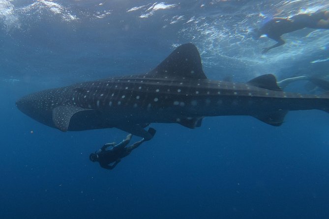 Swim with whale sharks on a private tour - Discover the Unique Opportunity to Swim with Whale Sharks in Isla Holbox