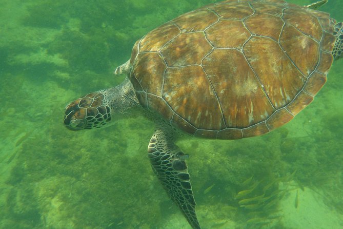 Swim with whale sharks on a private tour - Food and Refreshments During the Tour