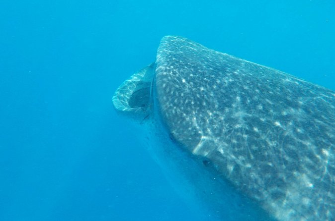 Swim with whale sharks on a private tour - Weather Conditions and Cancellation Policy