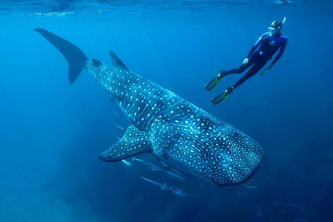 Swimming Expedition Whale Shark Departures from Cancun - Exploring the Swimming Expedition with Whale Sharks in Cancun