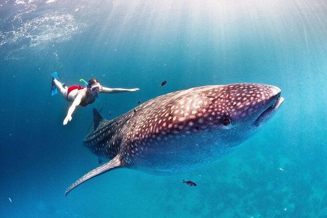 Swimming Expedition Whale Shark Departures from Cancun - Preparing for Your Whale Shark Swim in Cancun