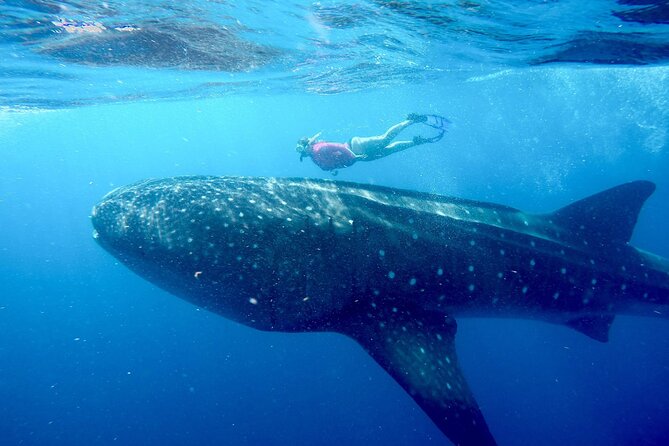 Swimming Expedition Whale Shark Departures from Cancun - Spotting Whale Sharks and Other Marine Life
