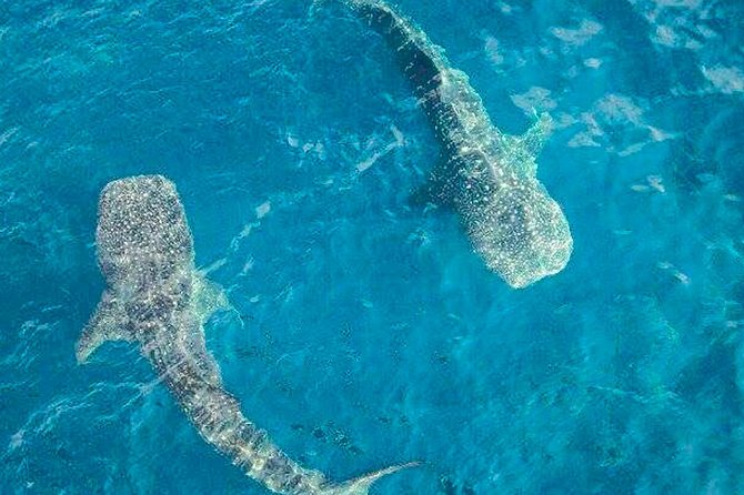 Swimming Expedition Whale Shark Departures from Cancun - Logistics and Additional Fees