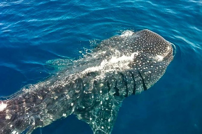 Swimming Expedition Whale Shark Departures from Cancun - Who Should Consider This Tour?