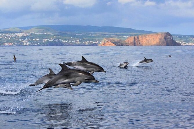 Swimming with Dolphins in Terceira Island - Meeting at Marina de Angra do Heroísmo