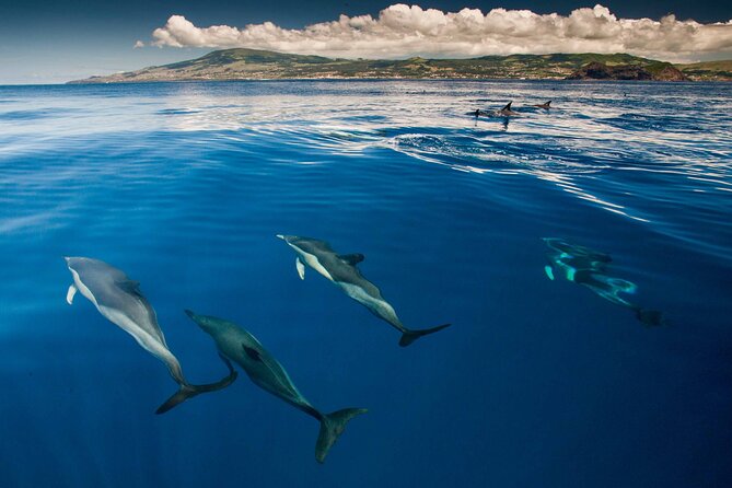 Swimming with Dolphins in Terceira Island - The Bonus Tour to Small Islands