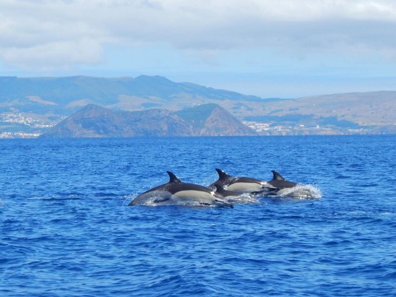 Swimming with Dolphins in Terceira Island - Weather and Rescheduling Policies