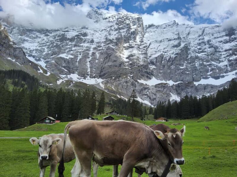 Swiss Alps: Easy Alpine Hike - Hidden Gems, No Crowds - Snowshoeing in Winter: A Magical Alpine Experience