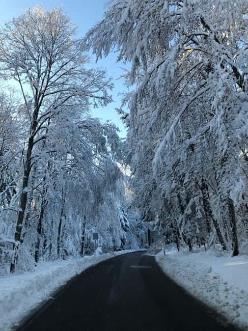 Swiss Highlights: Guided Zürich, Lucerne and Basel tour - Suitability and Accessibility Considerations