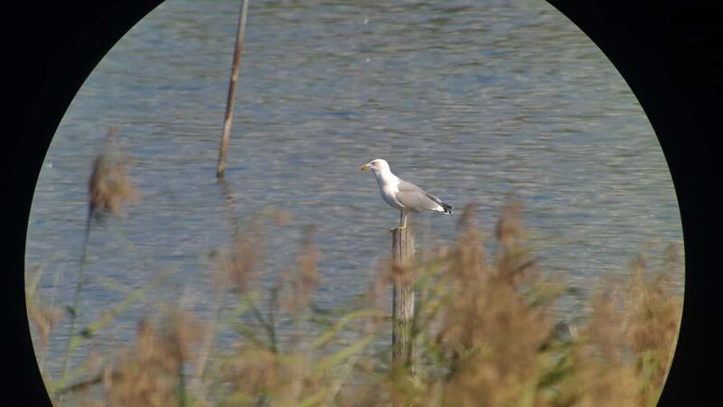 Switzerland: Private nature safari with a local guide. Check out the Alps, lakes, and more - Essential Equipment and Practical Tips