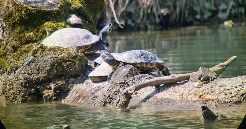 Switzerland: Private nature safari with a local guide. Check out the Alps, lakes, and more - Meeting Points and Accessibility