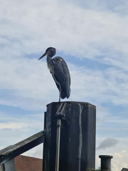 Switzerland: Private nature safari with a local guide. Check out the Alps, lakes, and more - Why Choose This Tour?