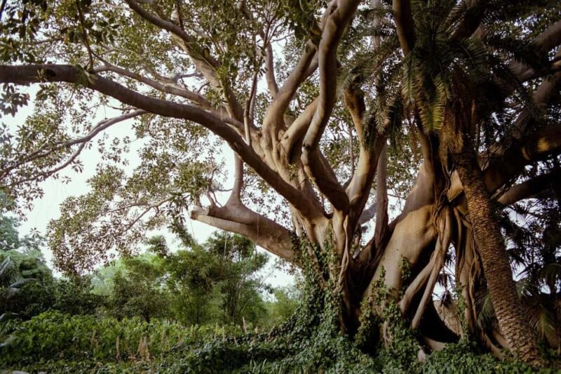 Syracuse: Exclusive Sicilian Wine Tasting Experience - Key Points