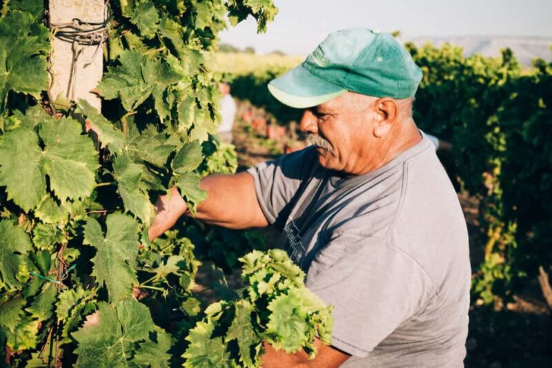 Syracuse: Exclusive Sicilian Wine Tasting Experience - The Role of the Guide: Julia and Her Engaging Style