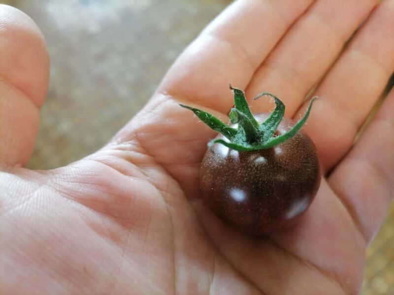 Syracuse: Hands-on Arancini class with a Palermo chef - Tasting Sicilian Appetizers and Wine