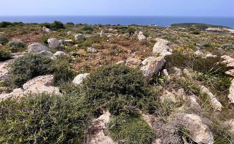 Tabaccara Promontory Tour - The Guide: Local Expertise at Its Best