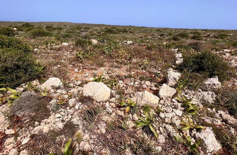 Tabaccara Promontory Tour - Comparison with Other Lampedusa Tours