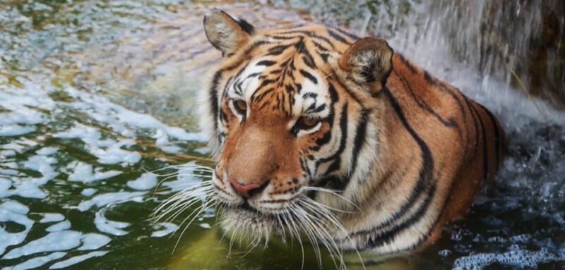 Tabernas: MiniHollywood Oasys Entry Ticket & Optional Buffet - Dining Choices and the Optional Buffet