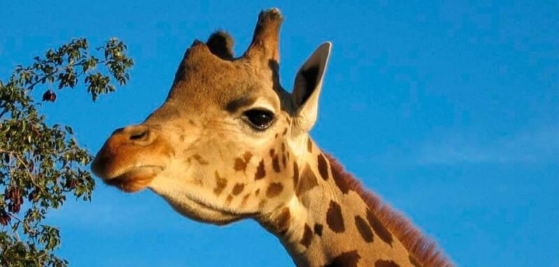 Tabernas: MiniHollywood Oasys Entry Ticket & Optional Buffet - Accessibility and Suitability