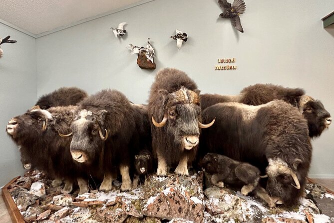 Tablet Tour in Wildlife Gallery - Discover the Wildlife Gallery in Yellowknife with a Unique Tablet Tour