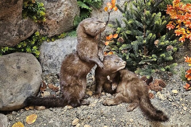 Tablet Tour in Wildlife Gallery - The Experience: Up Close and Personal with Northern Creatures