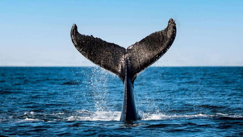 Tadoussac/Charlevoix: 3-Hour Whale Watching Boat Tour - The Diversity of Marine Life You Can Expect to See