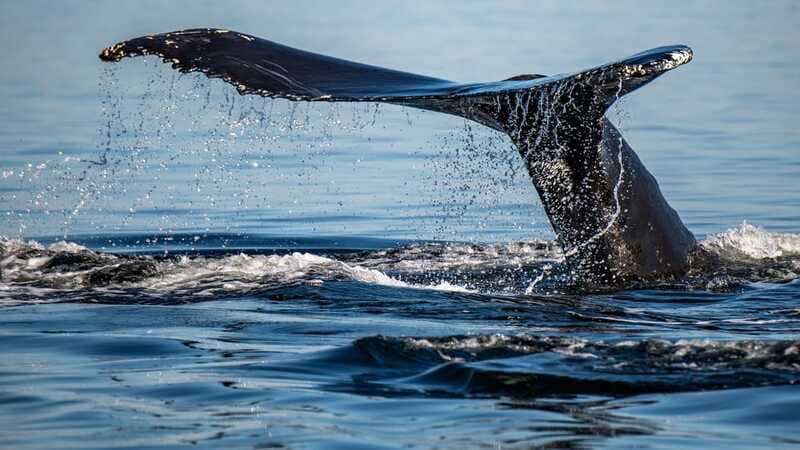 Tadoussac/Charlevoix: 3-Hour Whale Watching Boat Tour - Expert Naturalist Guides Deliver Bilingual Commentary