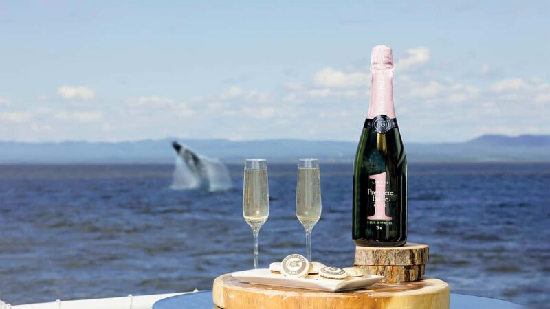 Tadoussac/Charlevoix: VIP Lounge OR UpperDeck Whale Watching - The Two VIP Experiences: Lounge and Upper Deck