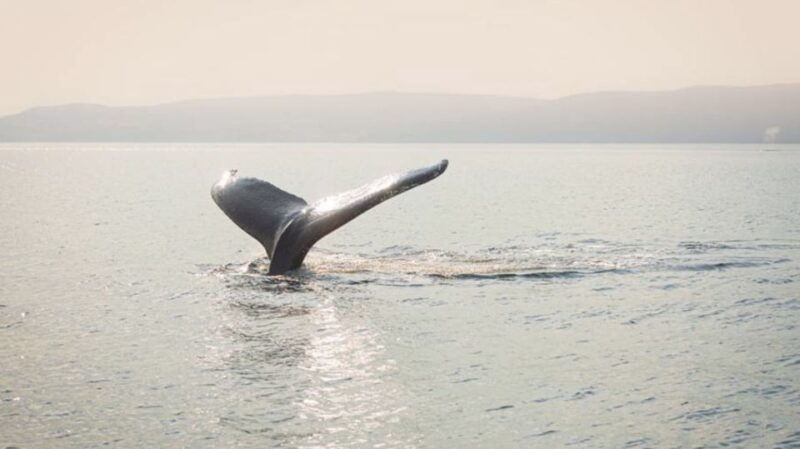 Tadoussac/Charlevoix: VIP Lounge OR UpperDeck Whale Watching - The Experience from the VIP Lounge and Observation Deck