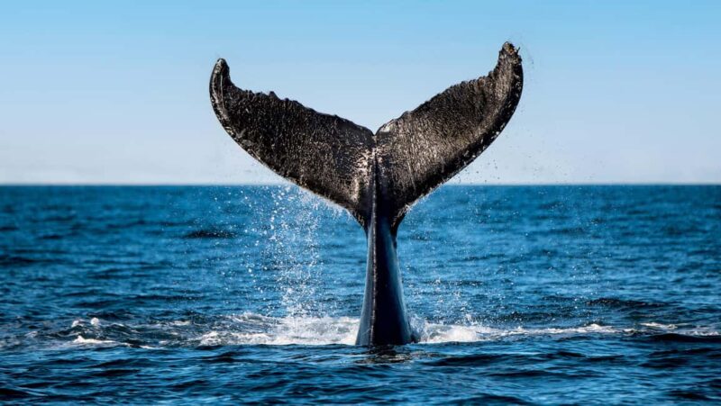 Tadoussac/Charlevoix: VIP Lounge OR UpperDeck Whale Watching - Safety and Environmental Responsibility