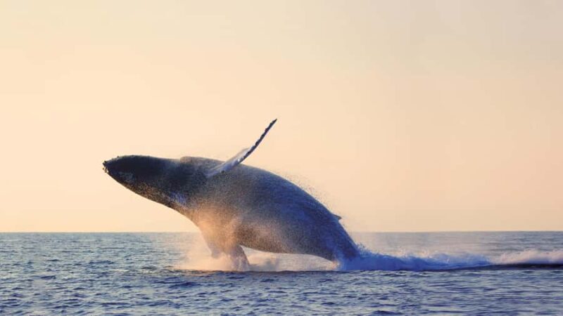 Tadoussac/Charlevoix: Whale & Fjord Morning or Twilight Tour - The Experience of Departing at Dawn or Sunset