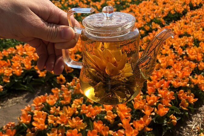 Taking Pictures in the Tulip Field at De Tulperij - What Makes the Tulip Fields a Perfect Photo Setting