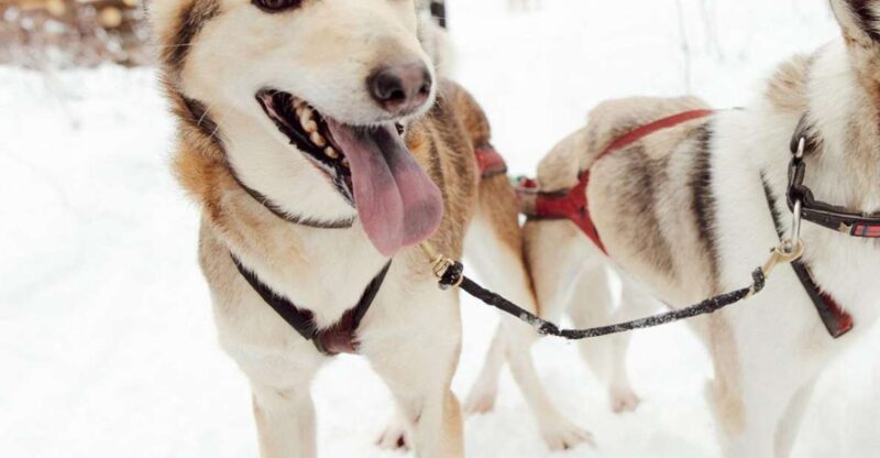 Talkeetna: Alaskan Winter Dog Sledding Experience - The 45-Minute Dog Sledding Ride Through Snowy Birch Forests