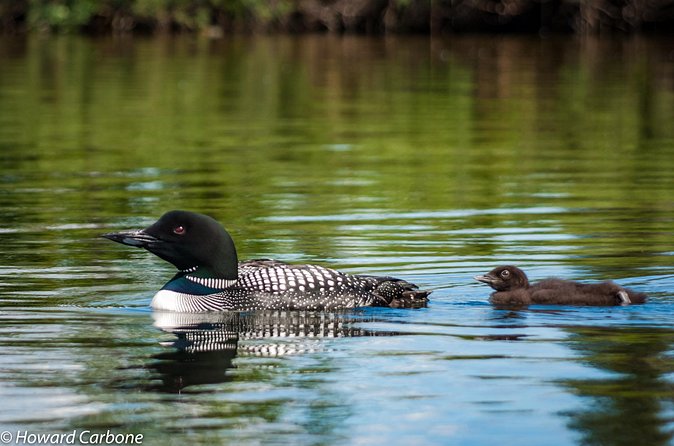 Talkeetna Lakes Hike Guided by a Naturalist - Value and Price Point
