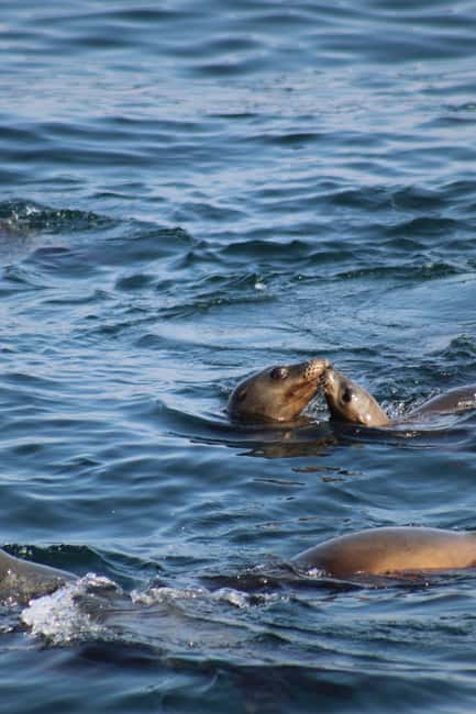 Tallinn: Malusi Islands Seal Watching Boat Tour - Learning About Seal Lives and Baltic Sea History