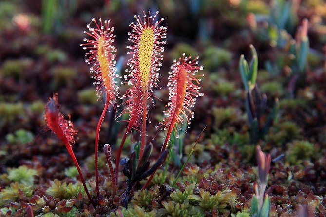 Tallinn Old Town Tour combined with Bog Walk - Comparing with Similar Tours