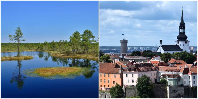 Tallinn: Old Town Tour with Bog Walk - Exploring the Estonian Bog: Flora, Fauna, and Reflection
