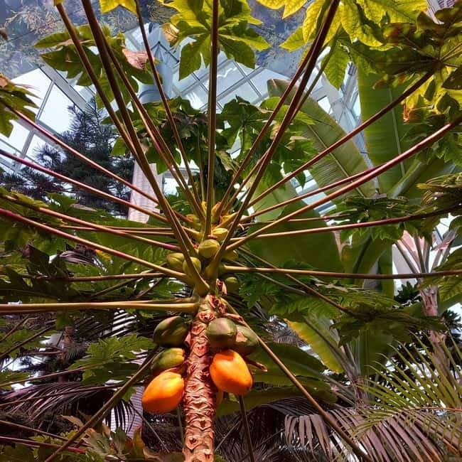 Tallinn TV tower and Botanic garden (a tour with a guide) - Explore Tallinn’s Iconic TV Tower and Lush Botanic Garden in a Guided Tour