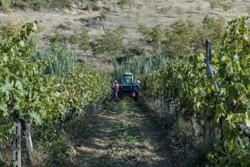 Tamburini Wine Tour and Tasting - Authentic Tuscan Wine Experience at Tamburini in Chiantishire