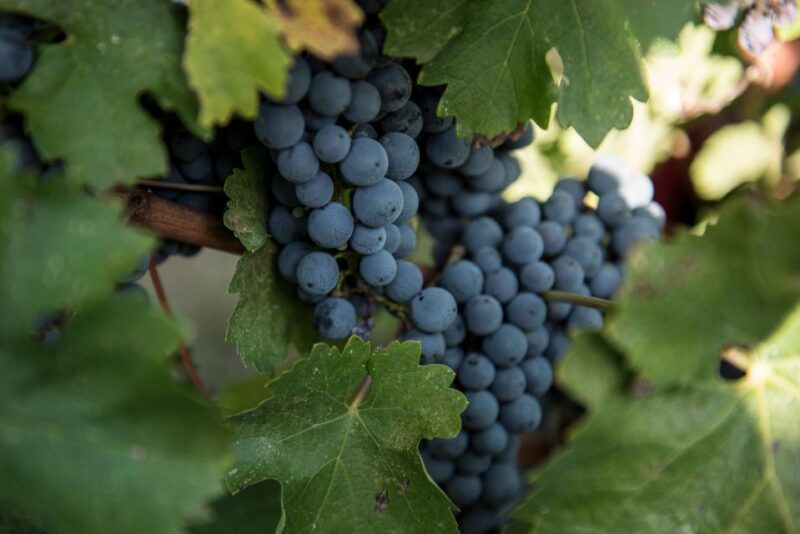 Tamburini Wine Tour and Tasting - Tasting in a Cozy, Family Atmosphere