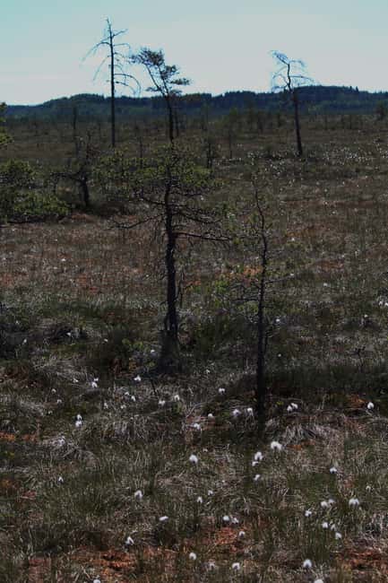 Tammela : National Park Hike with Campfire Meal - Tammela: National Park Hike with Campfire Meal – An Authentic Finnish Wilderness Experience