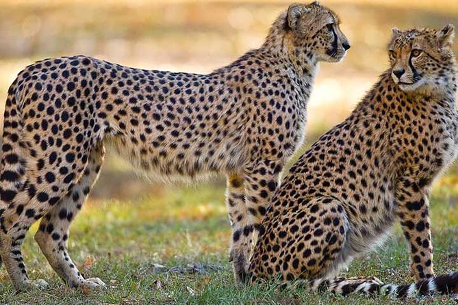 Tampa Bay CityPASS® - The Tropics Boat Tours: Dolphin or Sunset Cruises