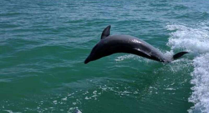 Tampa Bay: Dolphin Shelling Snorkeling Cruise - Discover an Exclusive Tampa Bay Adventure for Marine Life and Shell Collecting