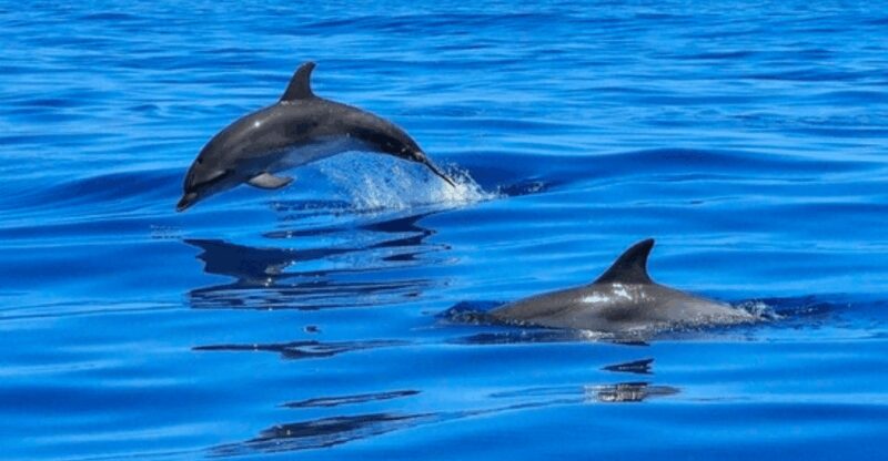 Tampa Bay: Dolphin Shelling Snorkeling Cruise - The Captain and Guide: Expertise and Personalization