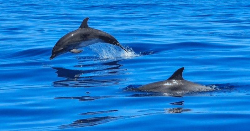 Tampa Bay: Dolphin Shelling Snorkeling Cruise - What to Bring and Practical Tips for a Smooth Trip